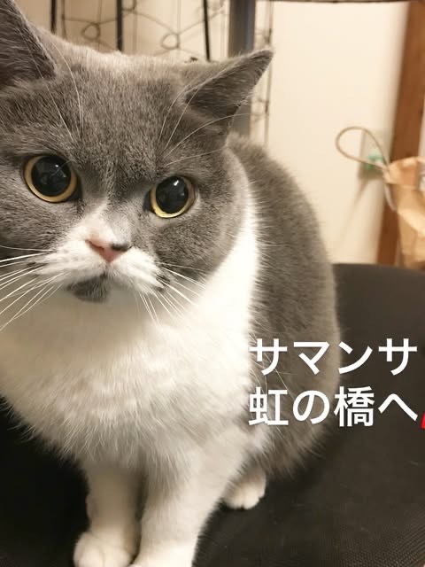 愛猫サマンサとの思い出をつづった投稿